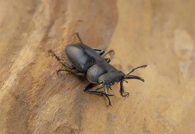 コクワガタ(Dorcus rectus)