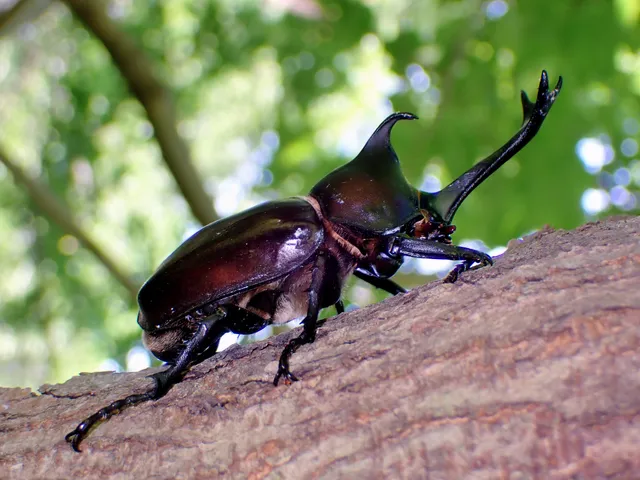 カブトムシ(Trypoxylus dichotomus)